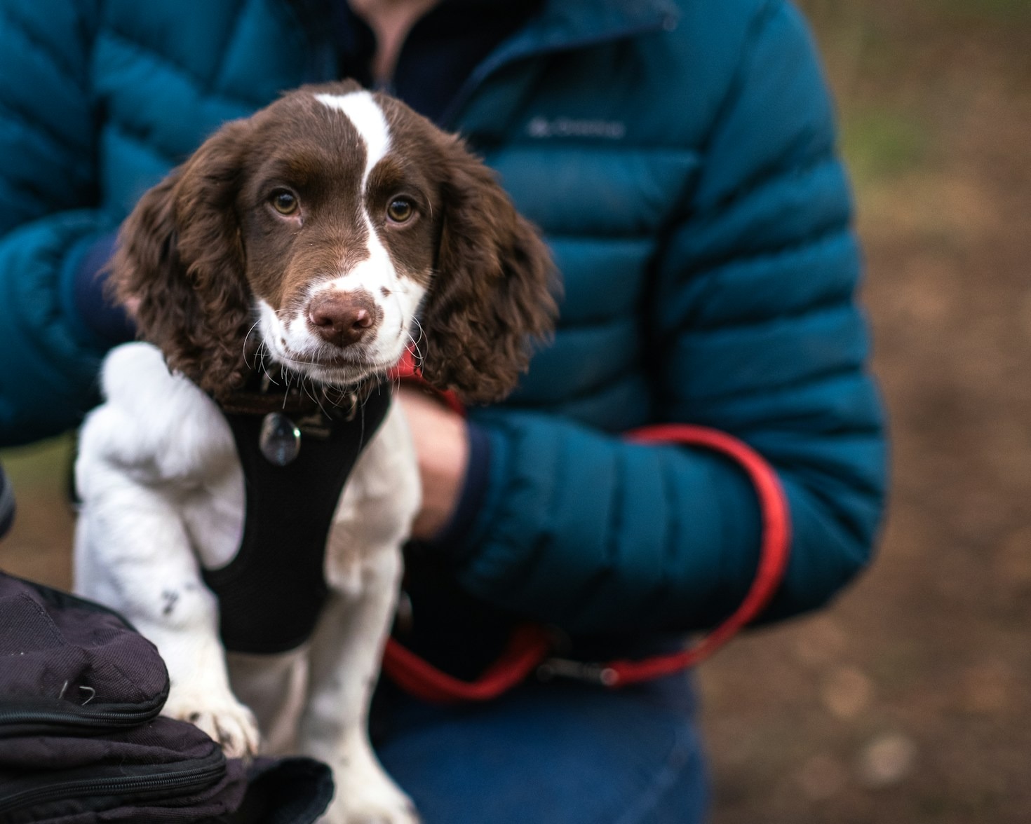 How To Prepare Your Pet For Vet Appointments