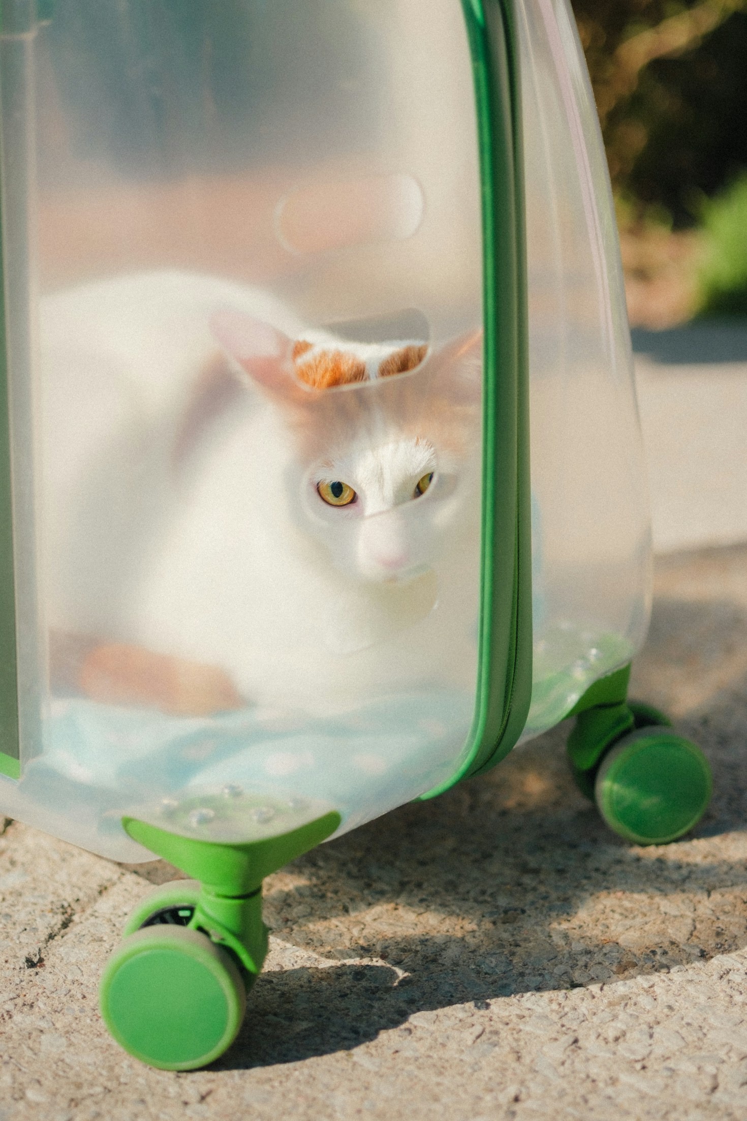The Importance Of Reliable Pet Transportation Services