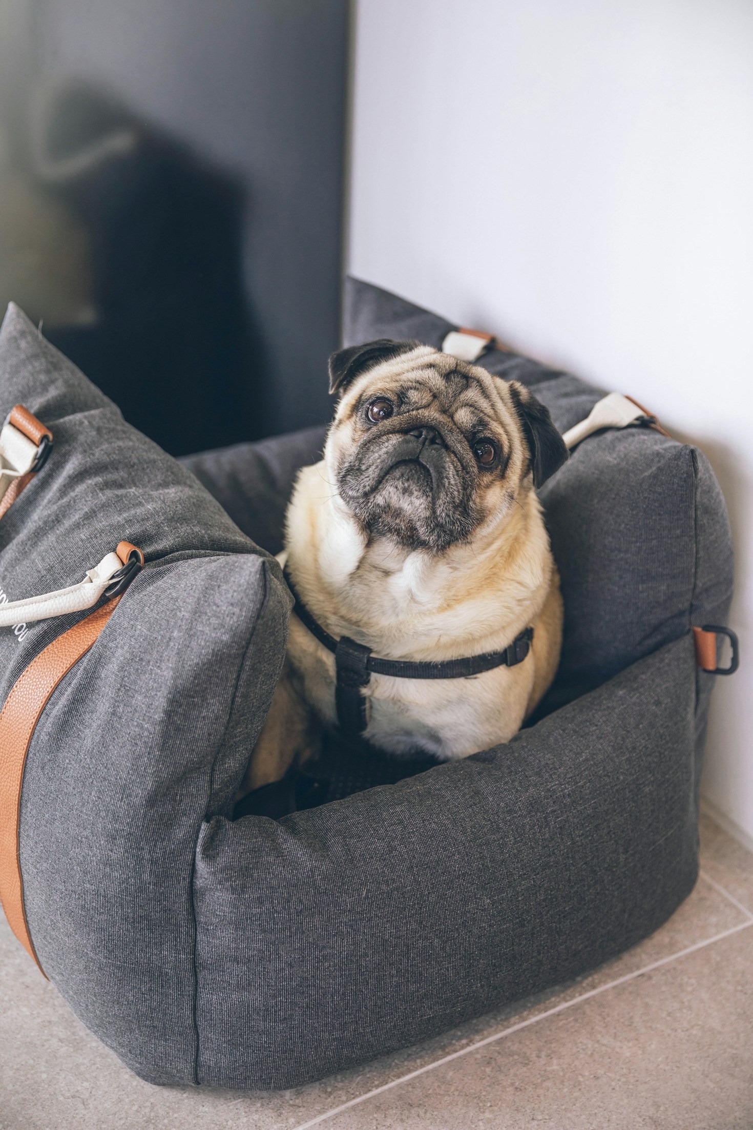 Ensuring Comfort For Your Pet During Vacations