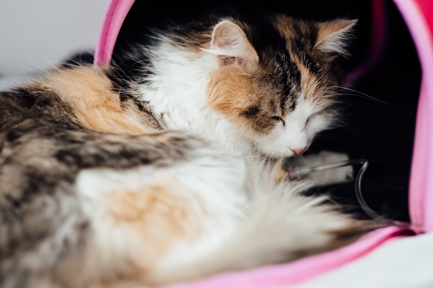 Navigating Difficult Goodbyes With Compassionate Pet Support