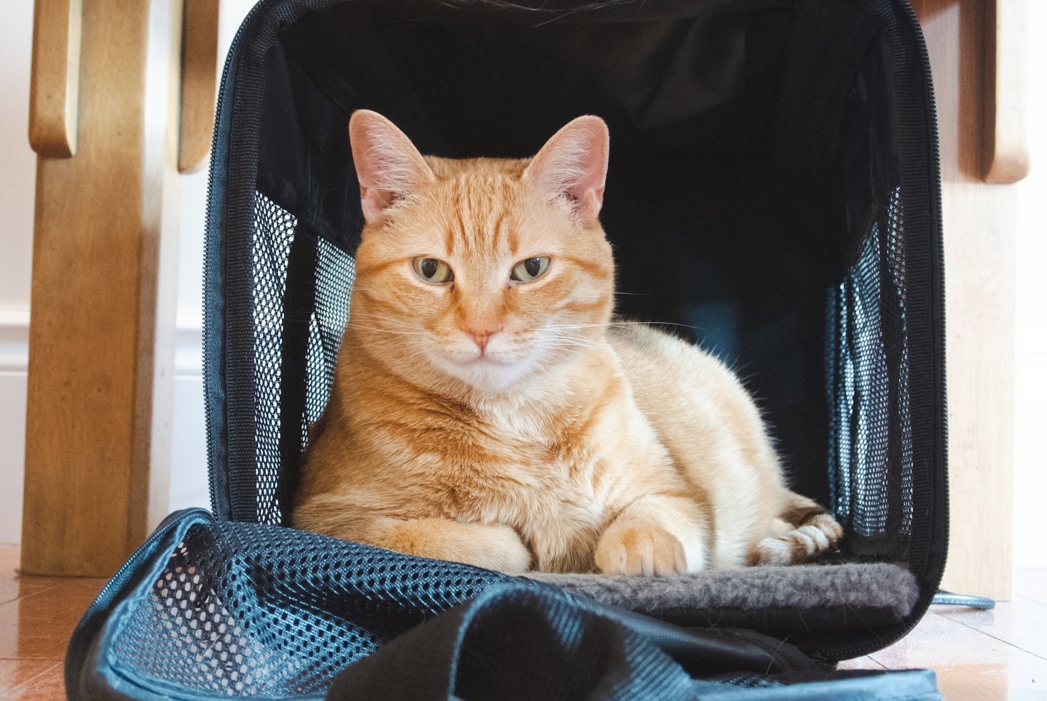 Top Tips For Managing Your Pet Routine